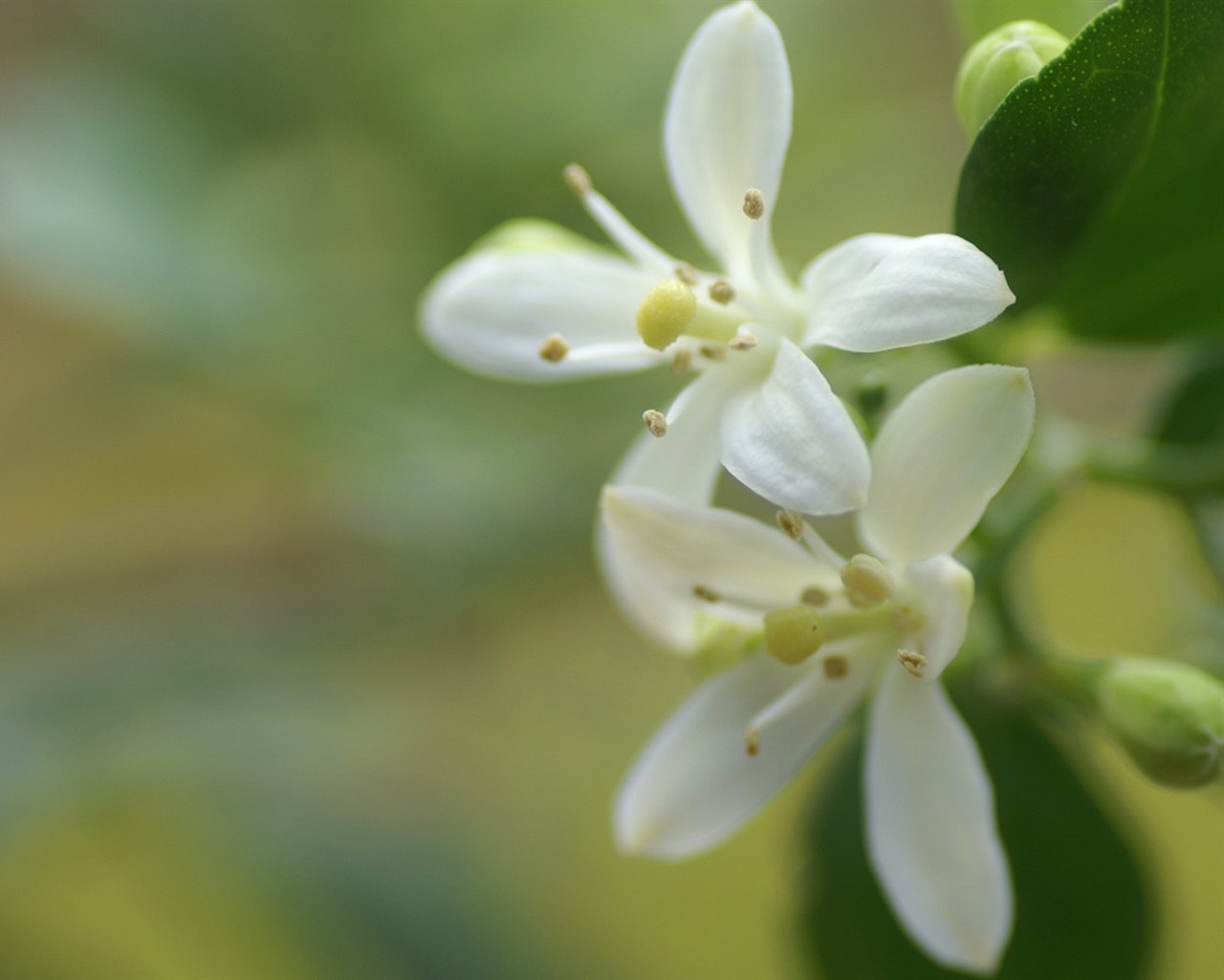 Brilliant flowers close-up wallpaper #22 - 1280x1024