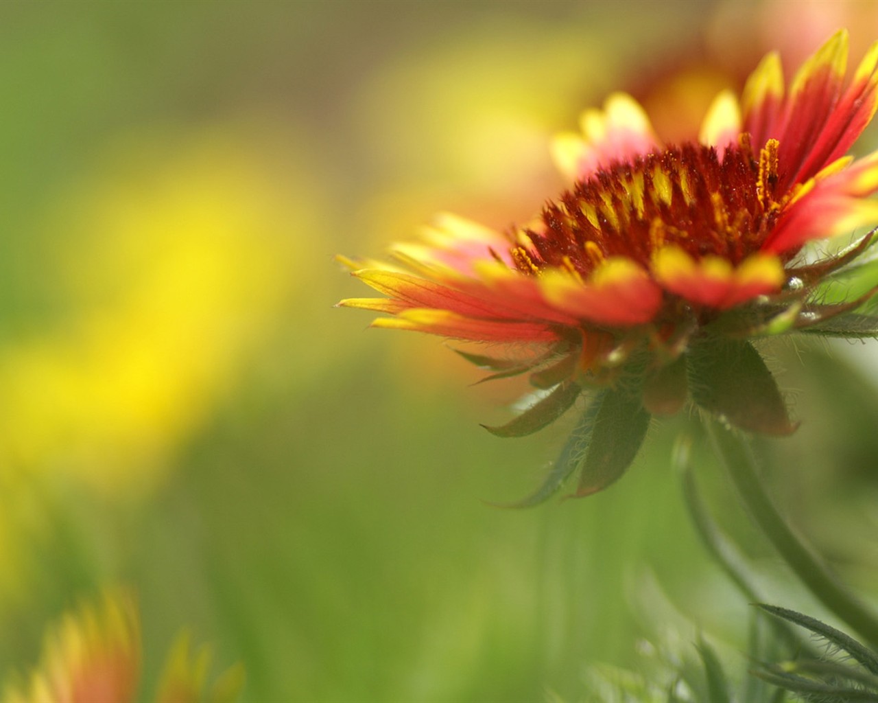 Brilliant flowers close-up wallpaper #23 - 1280x1024