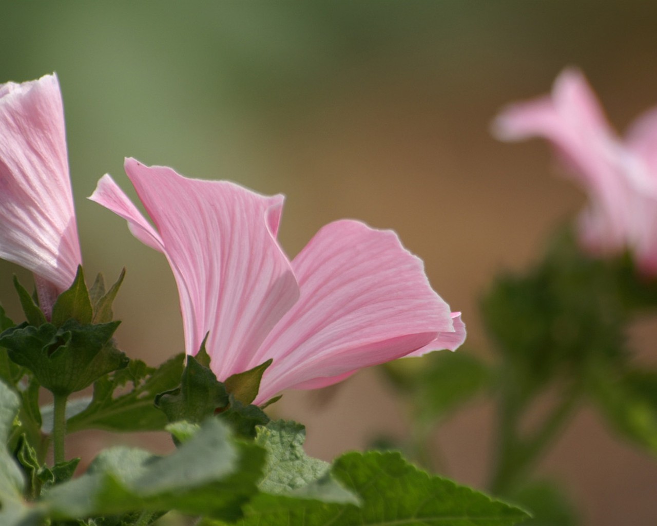 Brilliant flowers close-up wallpaper #24 - 1280x1024