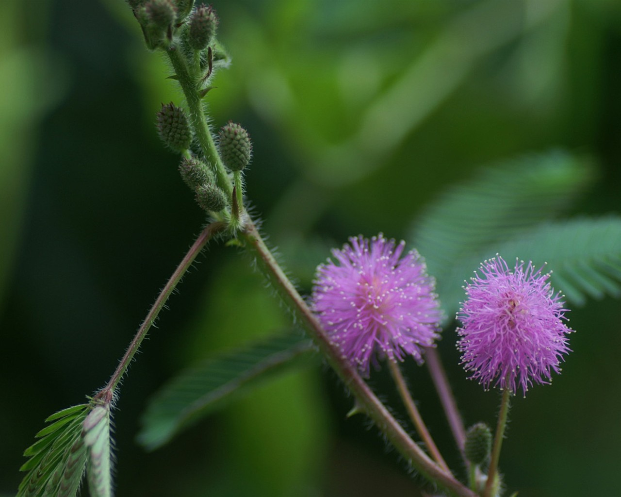 Brilliant flowers close-up wallpaper #25 - 1280x1024