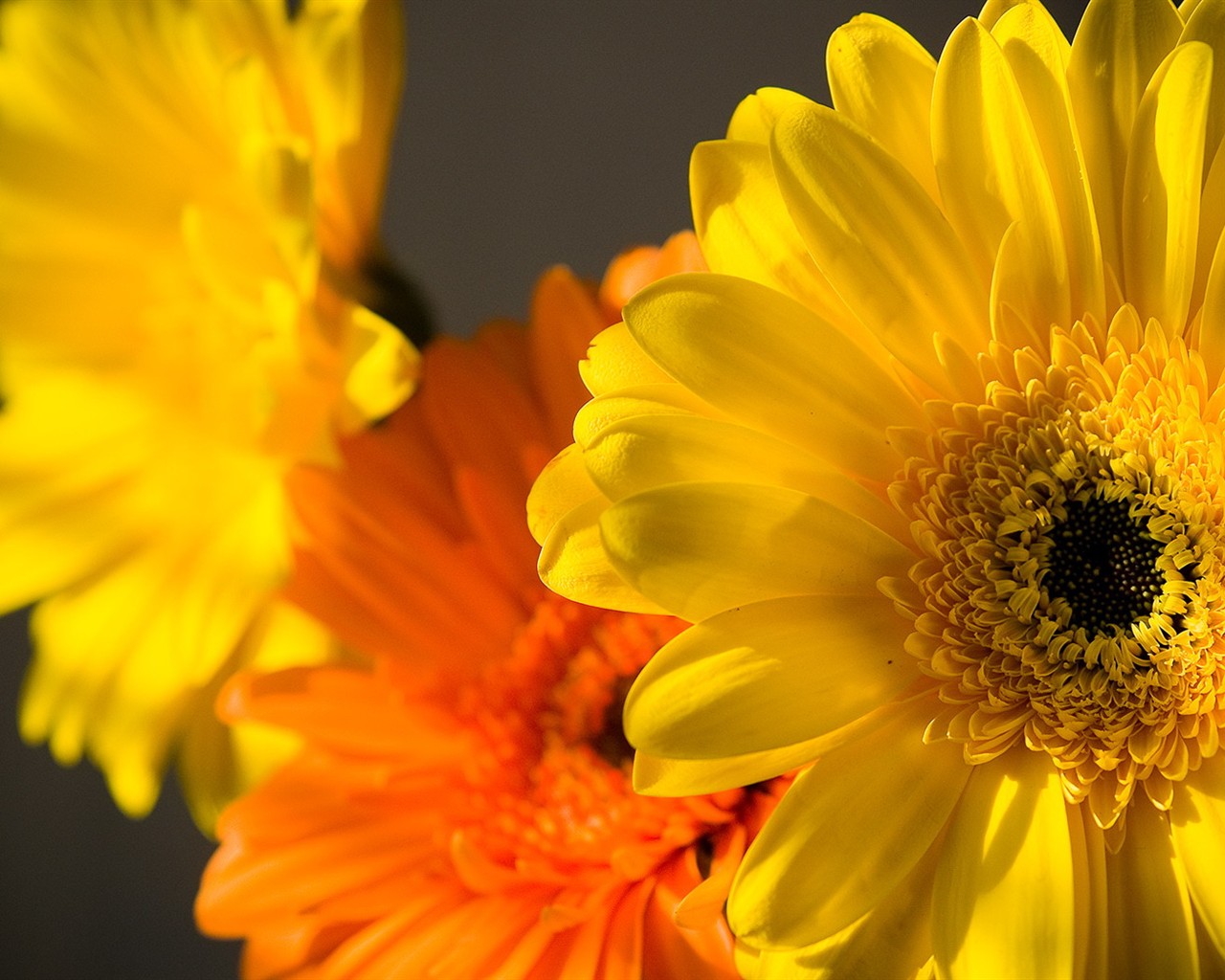 fondos de escritorio de flores brillantes de cerca #26 - 1280x1024