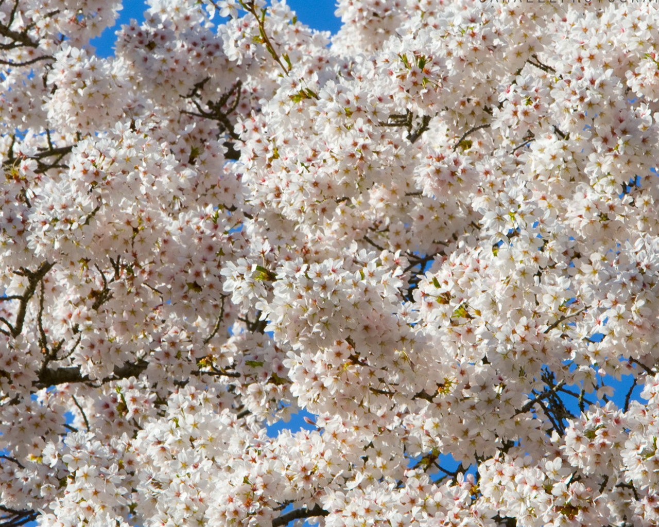 Brilliant flowers close-up wallpaper #27 - 1280x1024