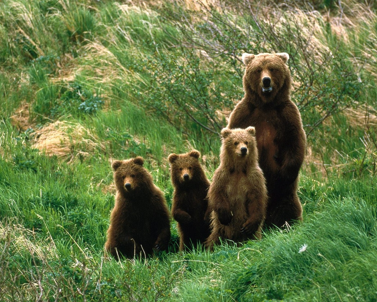 Animal Wallpaper Collection (6) #1 - 1280x1024