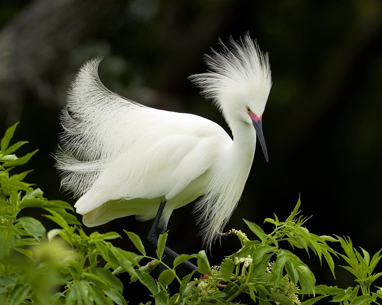 Animal Wallpaper Collection (6) #6 - 1280x1024