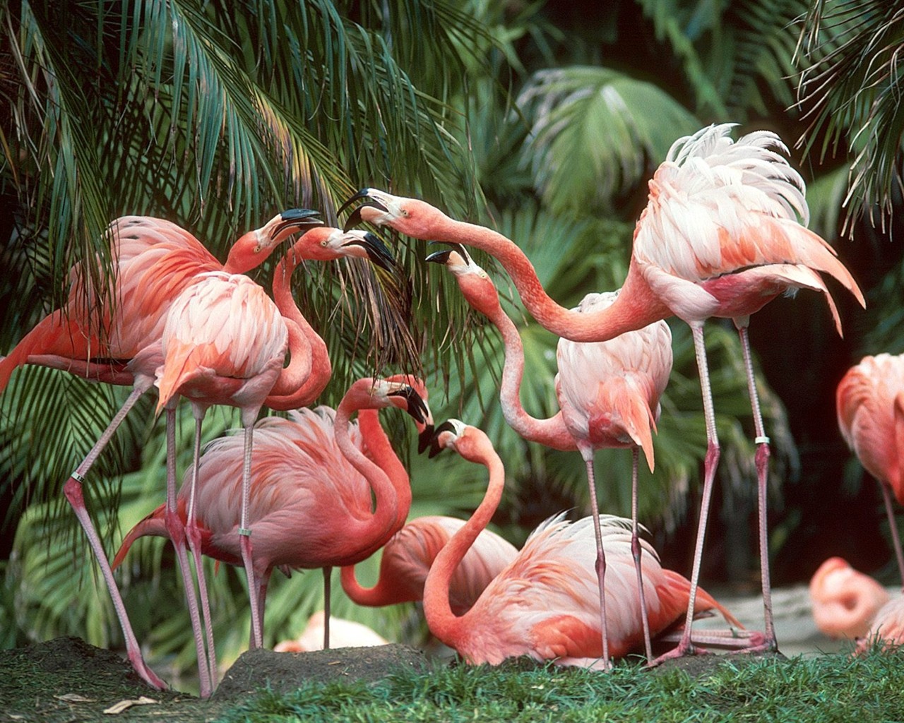 Animal Wallpaper Collection (6) #8 - 1280x1024