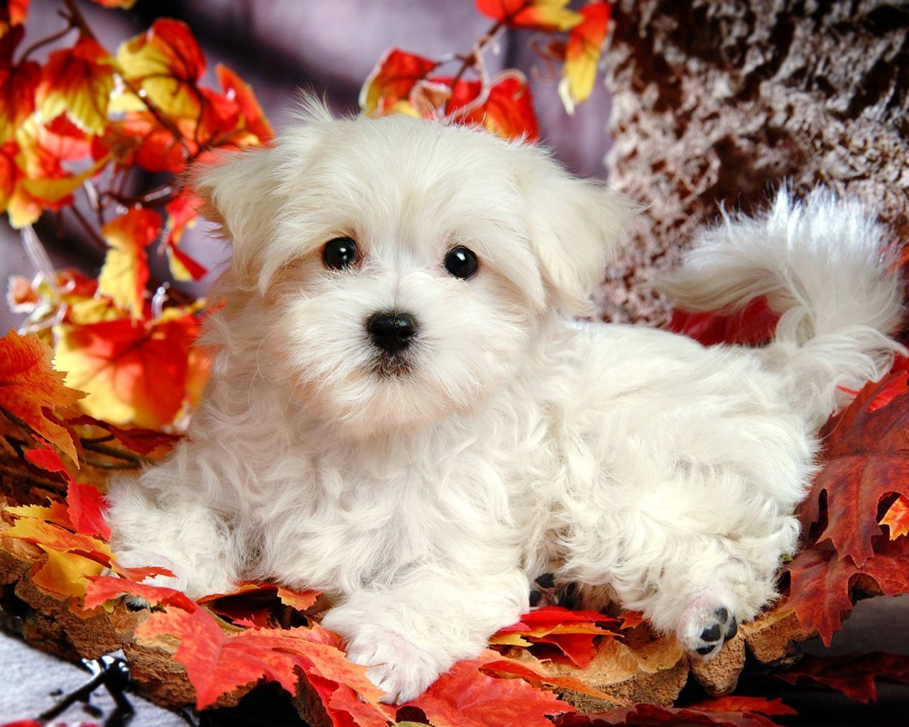 Fluffy pejsek wallpaper #1 - 1280x1024