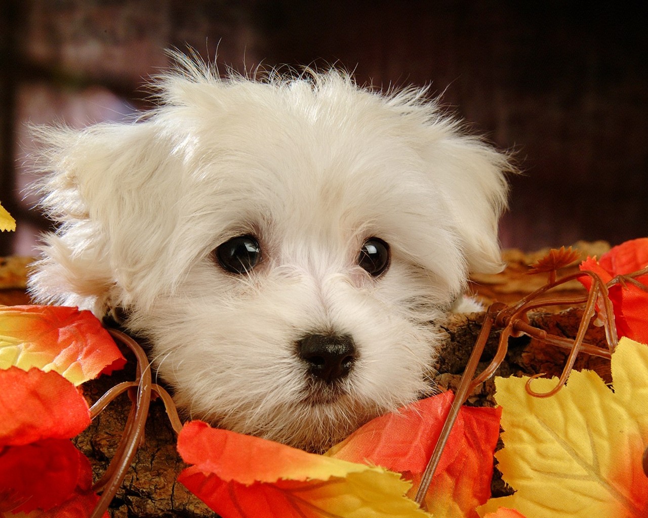 Fluffy pejsek wallpaper #3 - 1280x1024