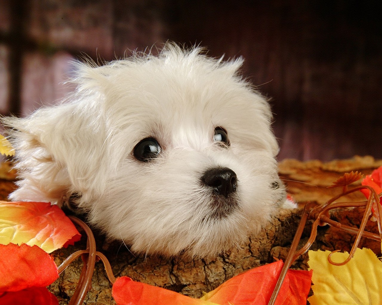 Fluffy pejsek wallpaper #4 - 1280x1024