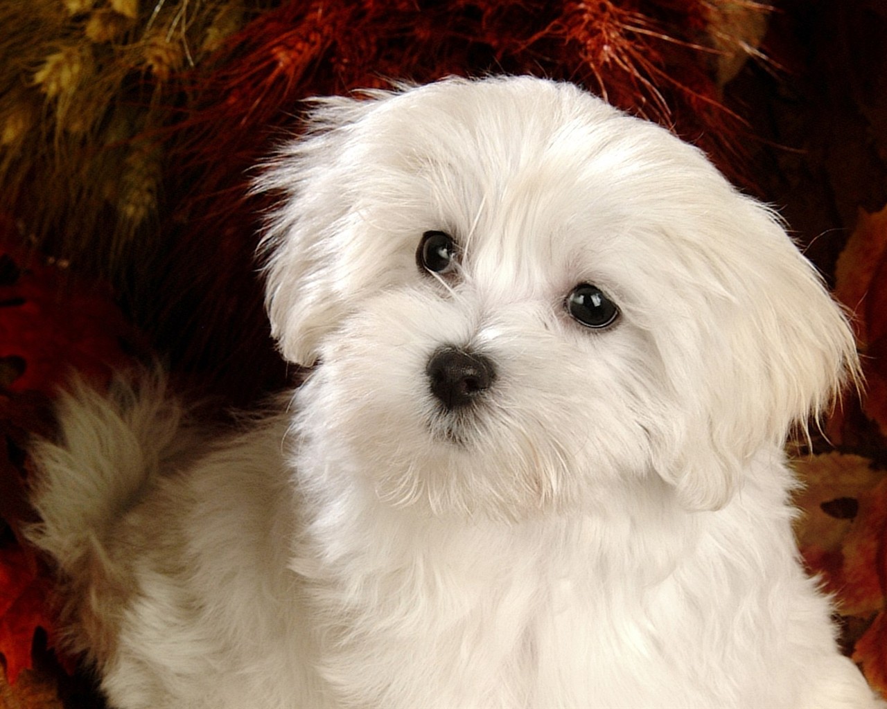 Fluffy pejsek wallpaper #5 - 1280x1024