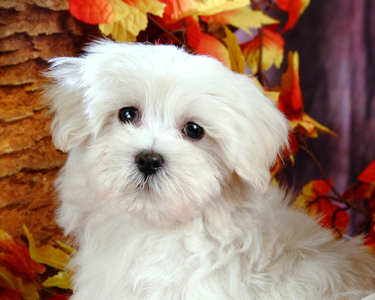 Fluffy pejsek wallpaper #10 - 1280x1024