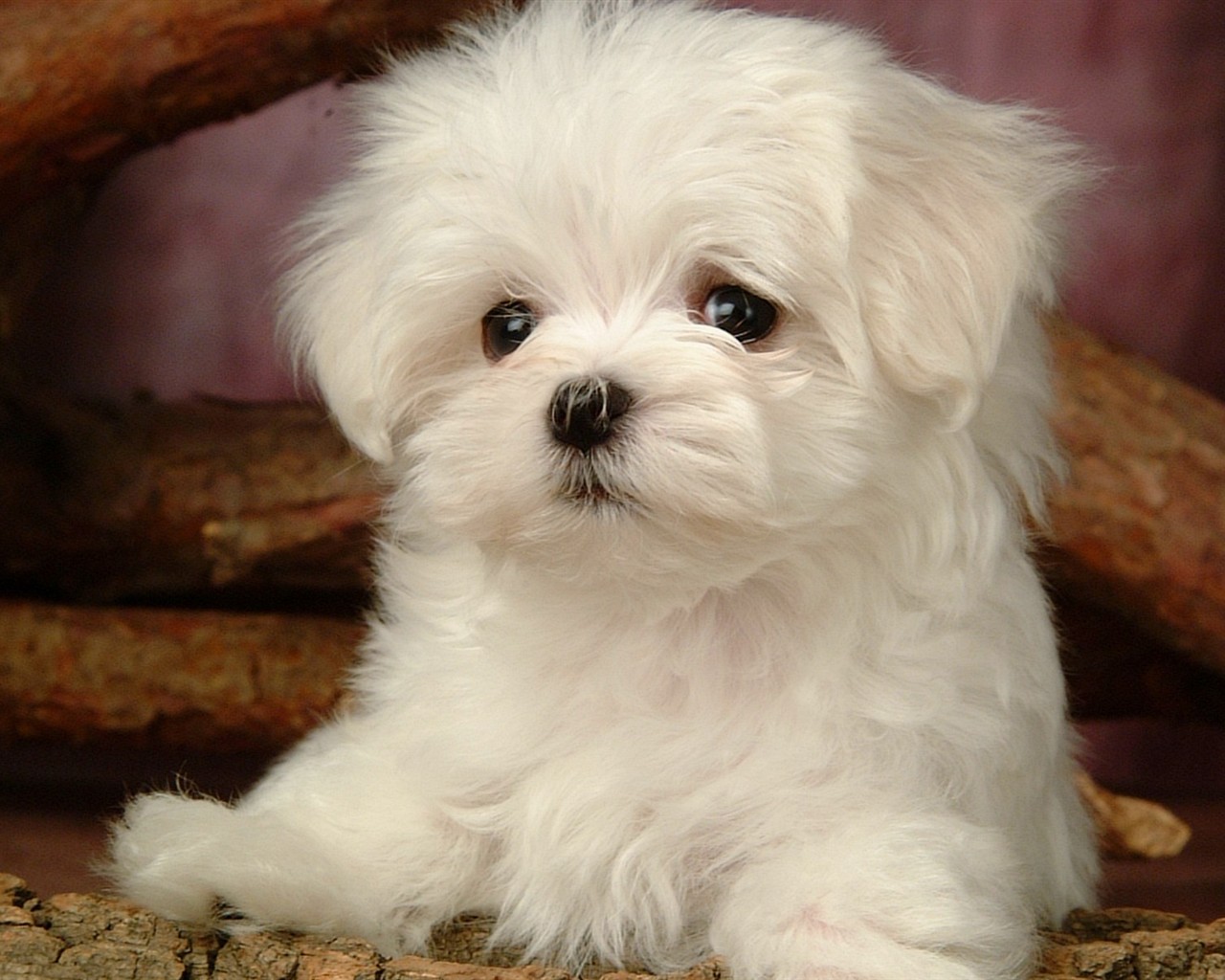 Fluffy little dog wallpaper #12 - 1280x1024