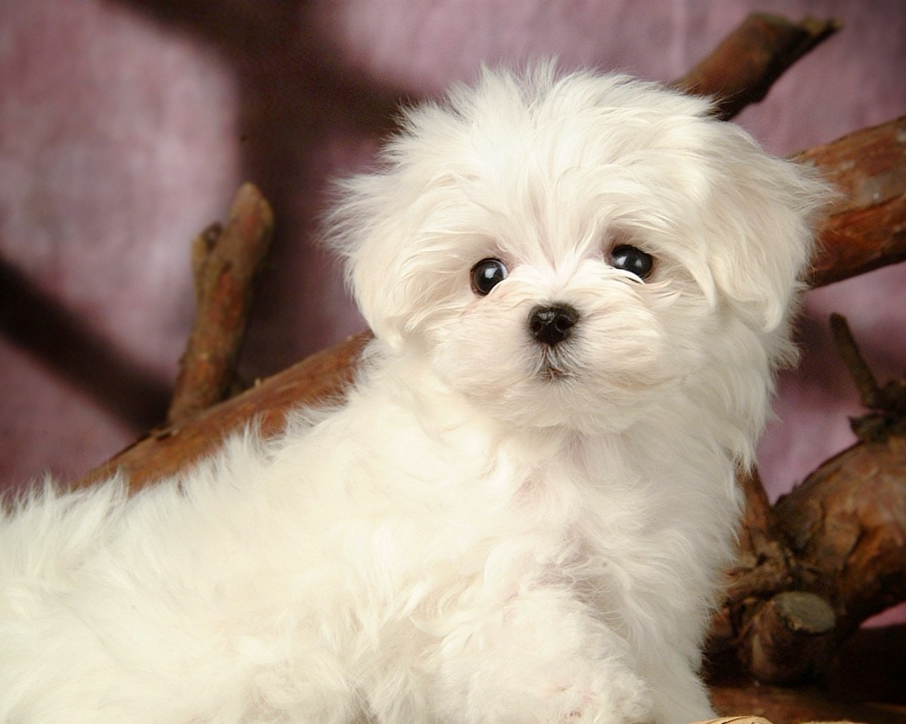 Fluffy pejsek wallpaper #13 - 1280x1024