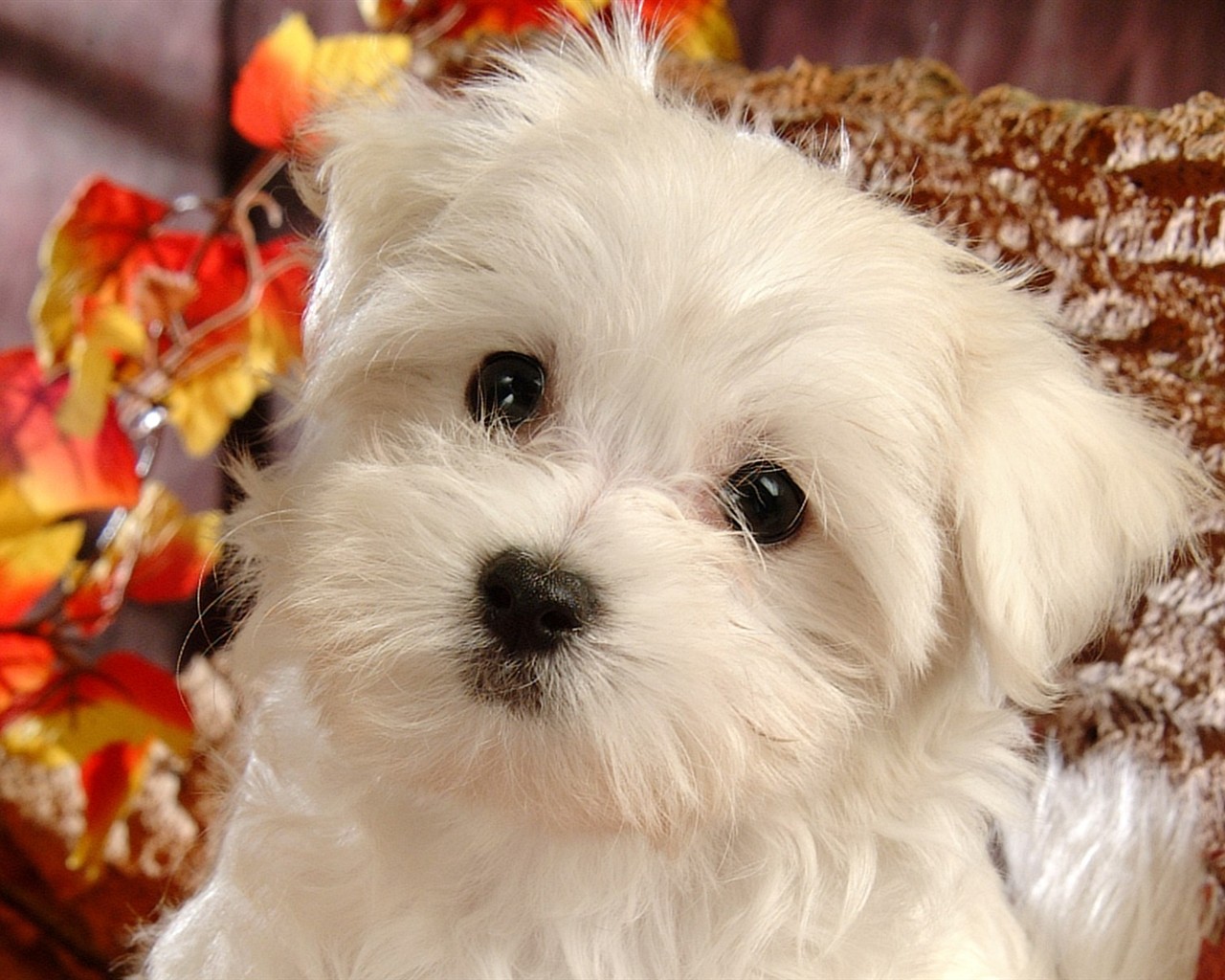 Fluffy pejsek wallpaper #15 - 1280x1024