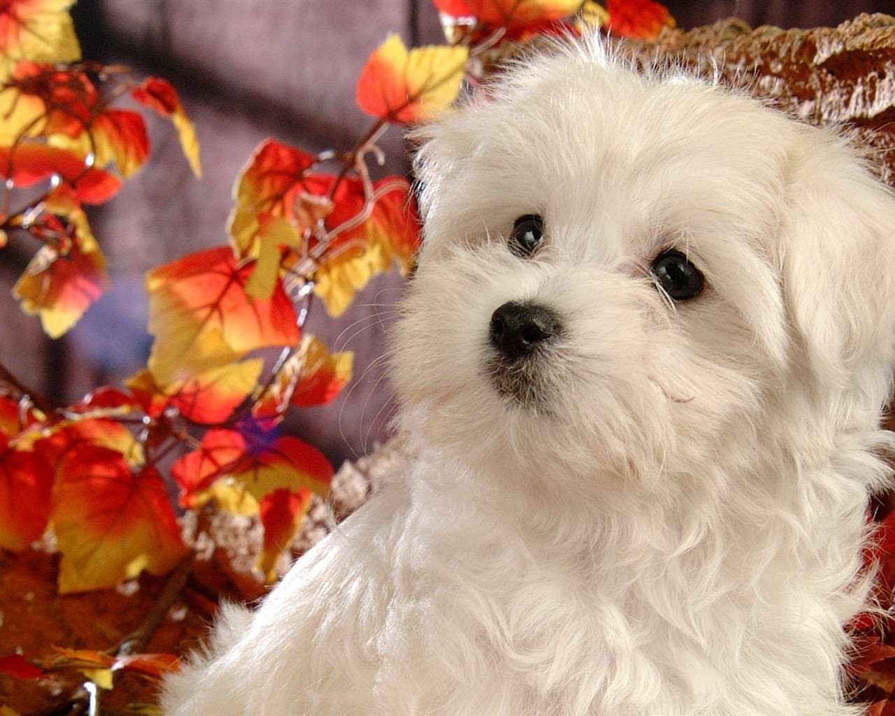 Fluffy pejsek wallpaper #19 - 1280x1024