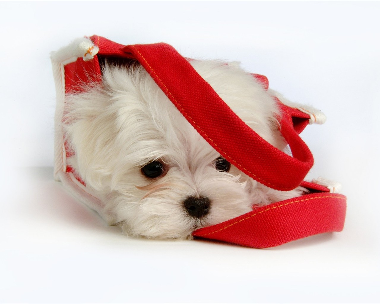 Fluffy pejsek wallpaper #33 - 1280x1024