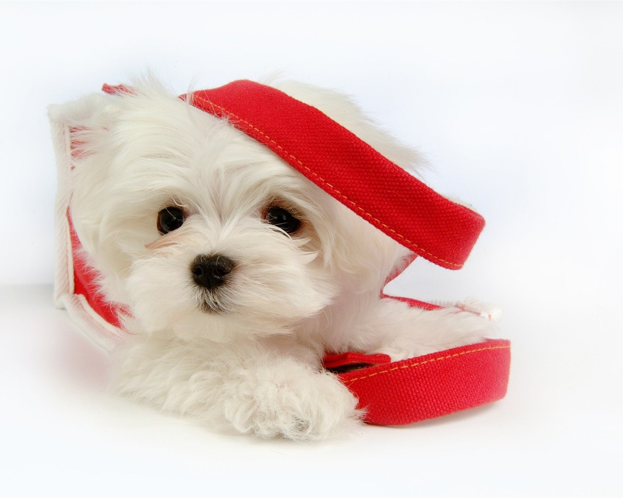 Fluffy pejsek wallpaper #34 - 1280x1024