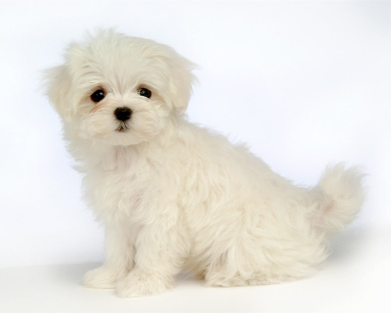 Fluffy kleinen Hund Tapete #36 - 1280x1024