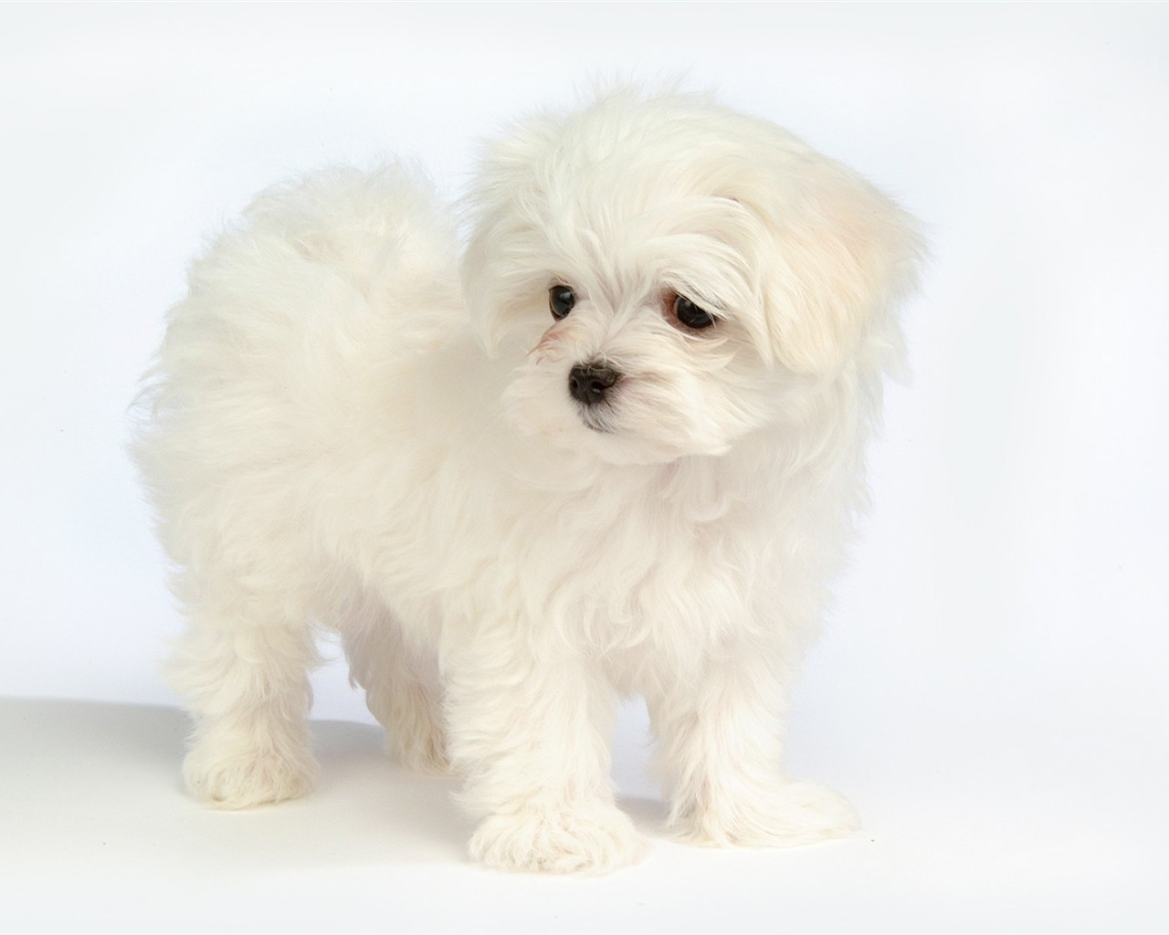 Fluffy kleinen Hund Tapete #37 - 1280x1024