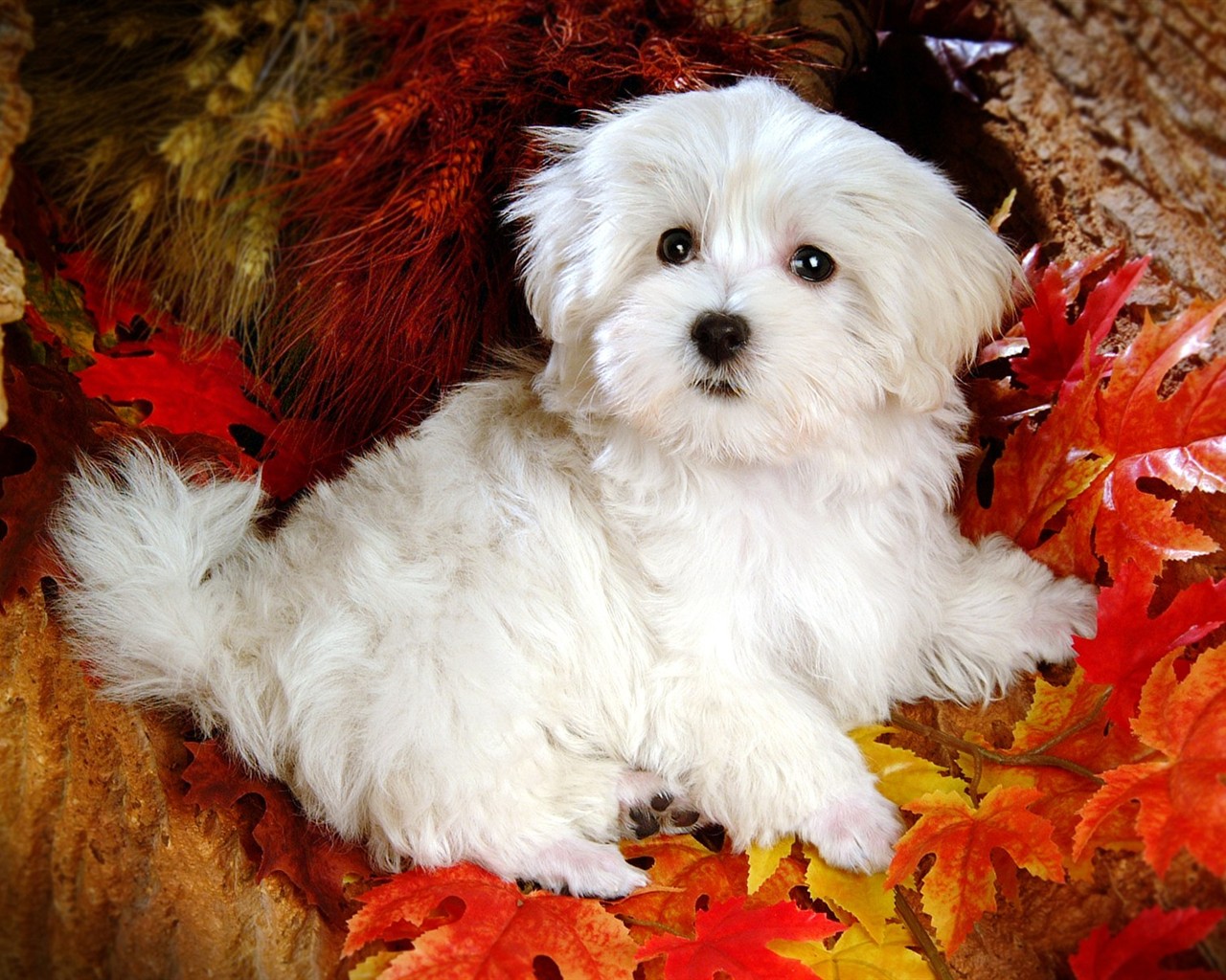 Fluffy pejsek wallpaper #41 - 1280x1024