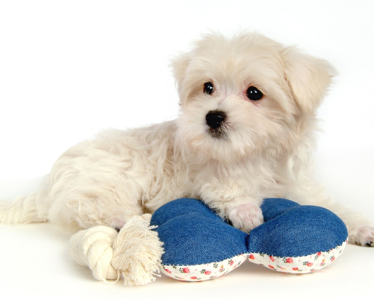 Fluffy pejsek wallpaper #42 - 1280x1024