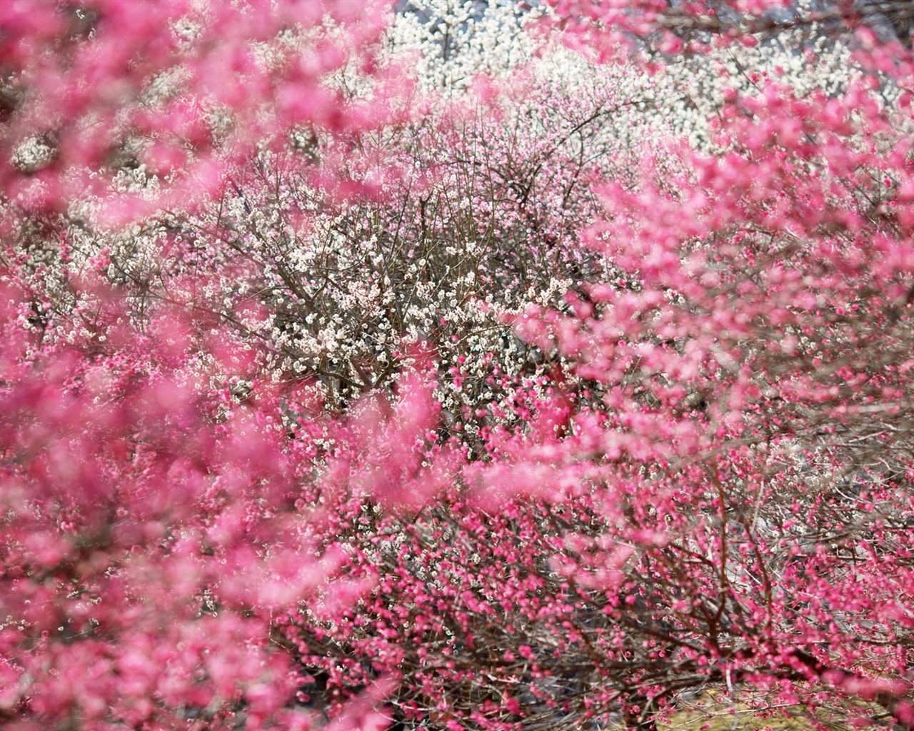 japonská přírodní scenérie Tapeta #11 - 1280x1024