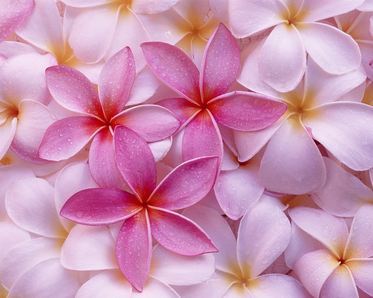 Beautiful Flowers wallpaper (3) #10 - 1280x1024