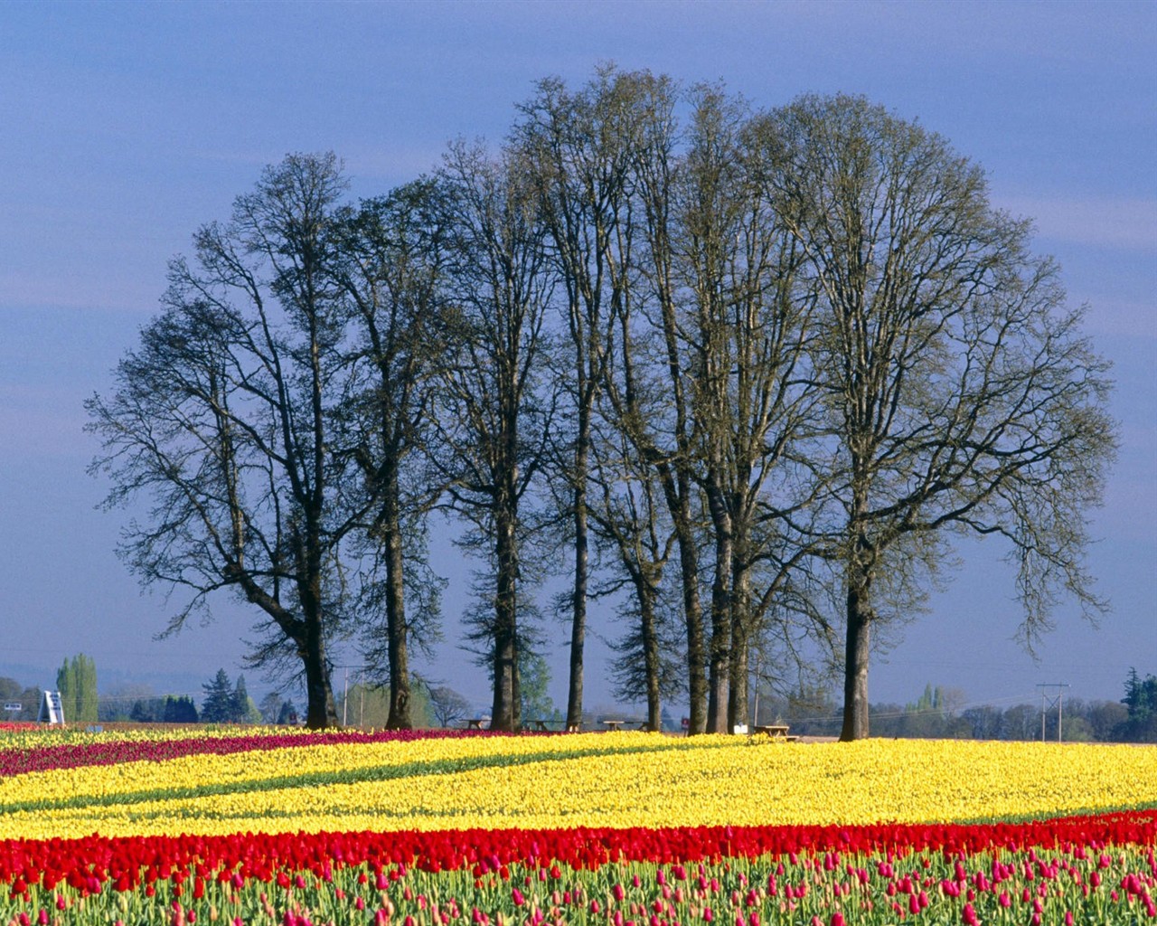 Belles fleurs fonds d'écran (3) #12 - 1280x1024