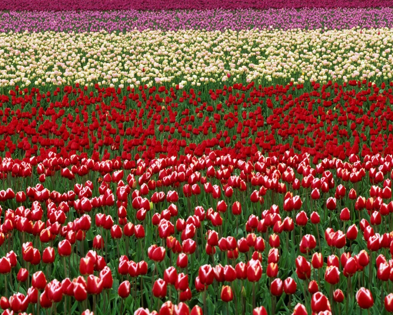 krásné květiny tapety (3) #13 - 1280x1024
