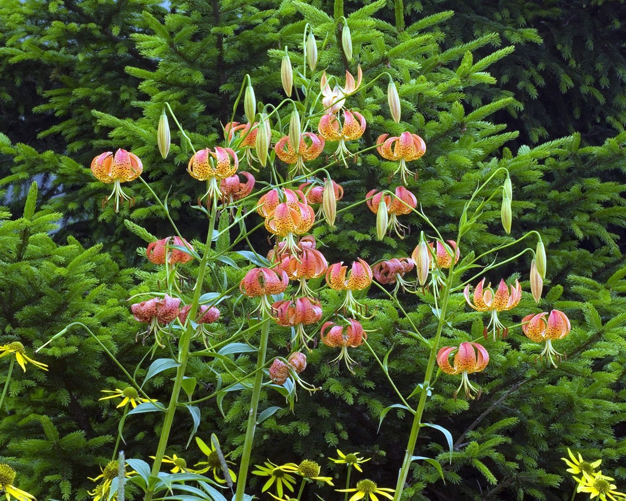 Belles fleurs fonds d'écran (3) #15 - 1280x1024