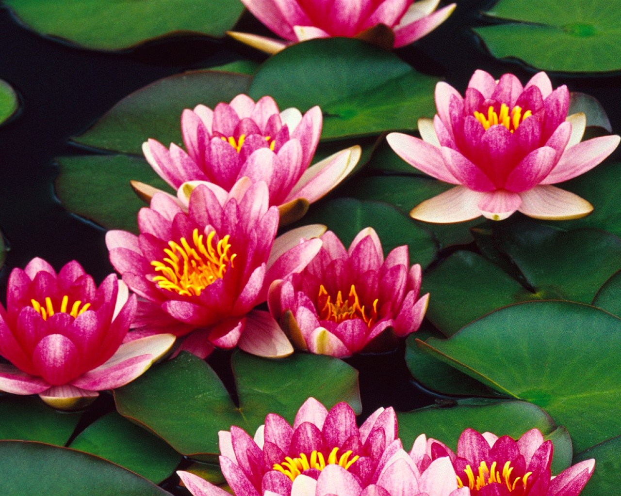 Beautiful Flowers wallpaper (3) #18 - 1280x1024