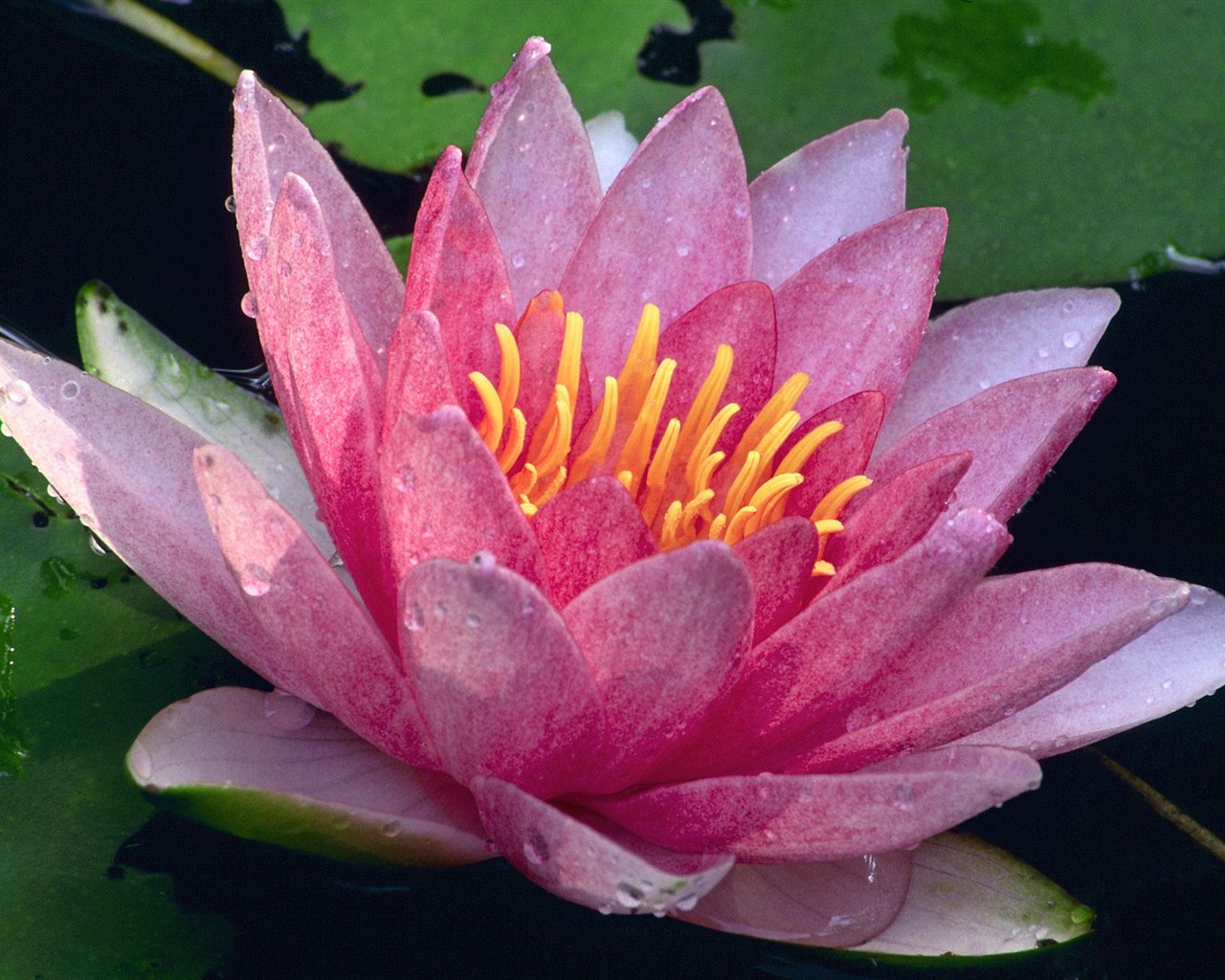 Beautiful Flowers wallpaper (3) #20 - 1280x1024