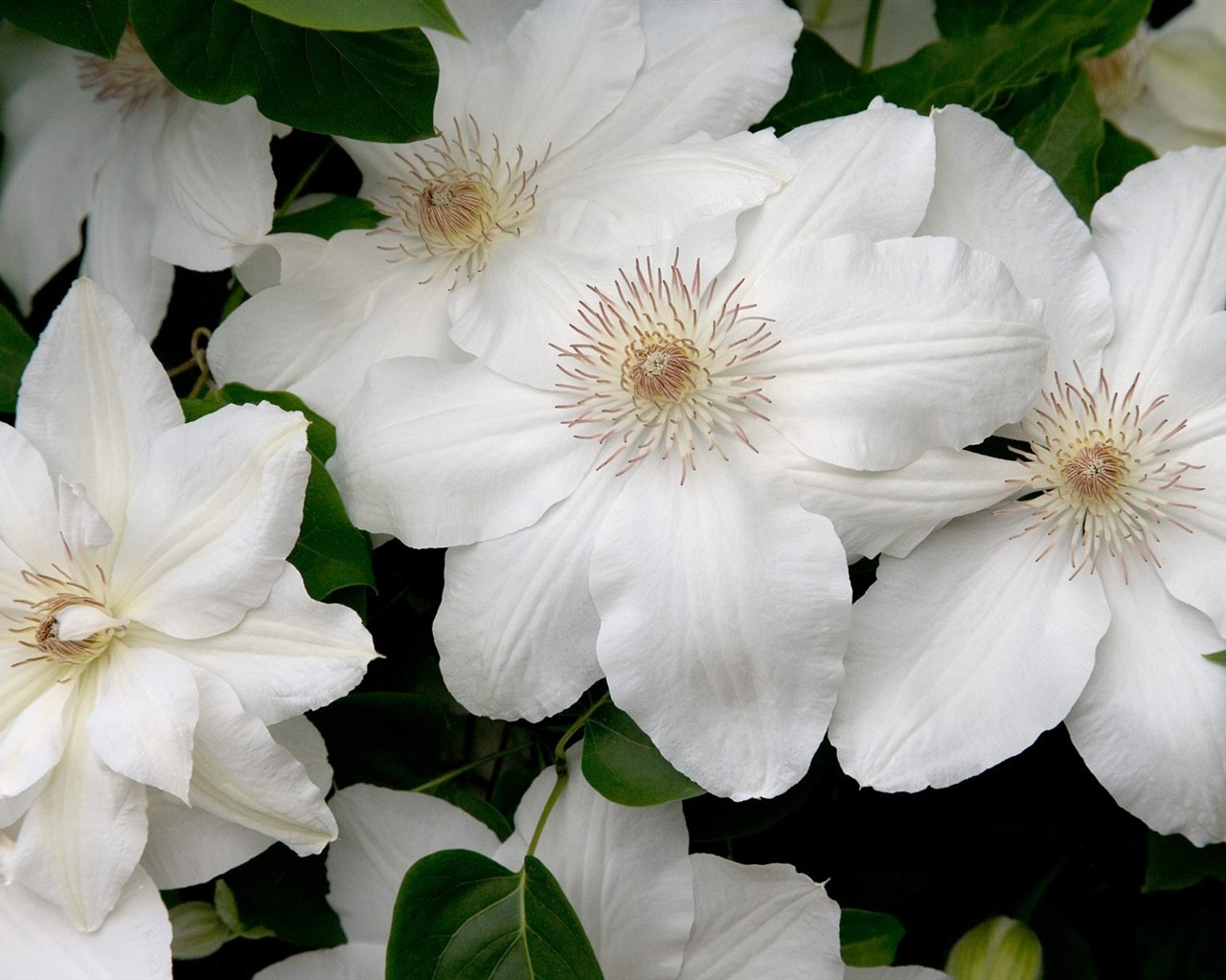 Belles fleurs fonds d'écran (3) #23 - 1280x1024