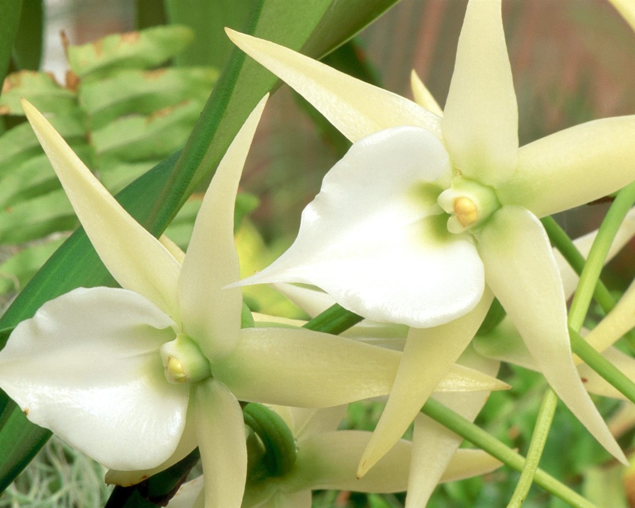 Belles fleurs fonds d'écran (3) #24 - 1280x1024