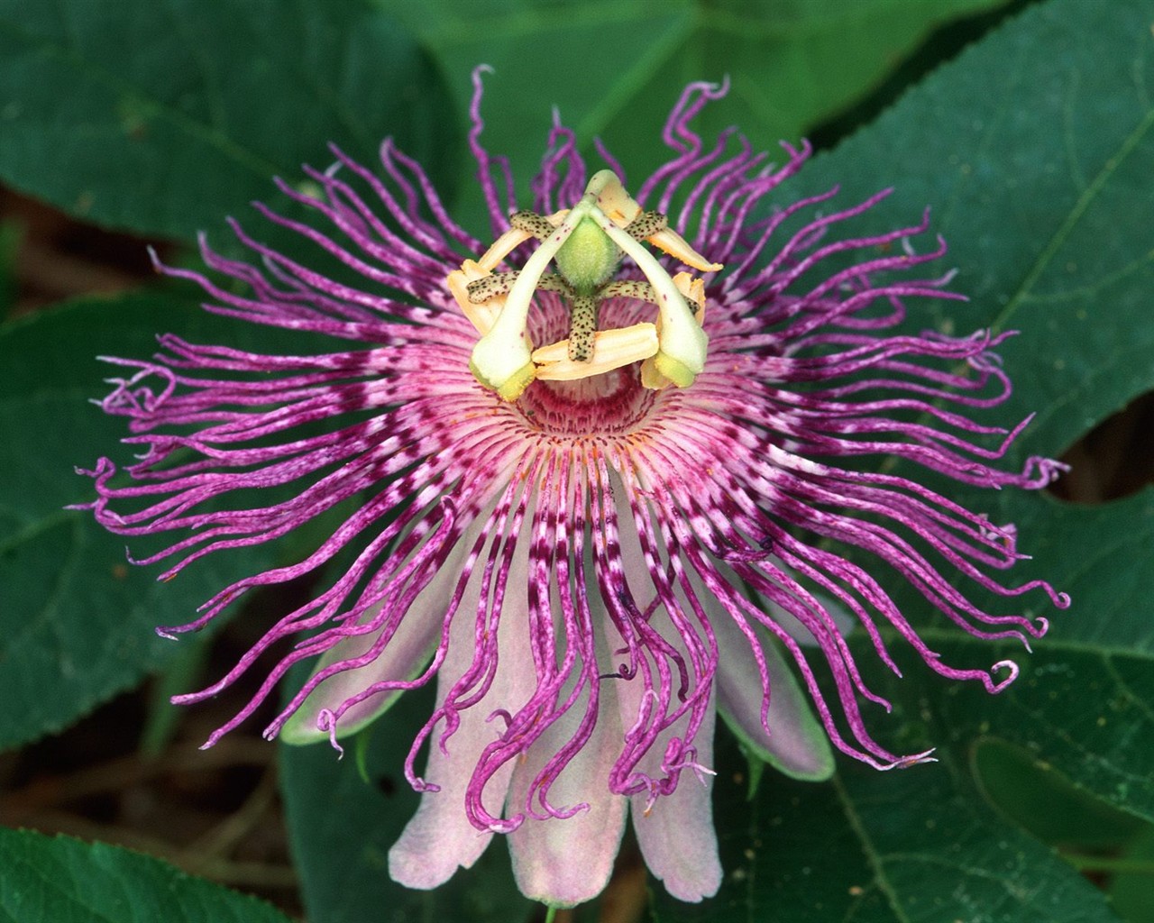 Belles fleurs fonds d'écran (3) #28 - 1280x1024