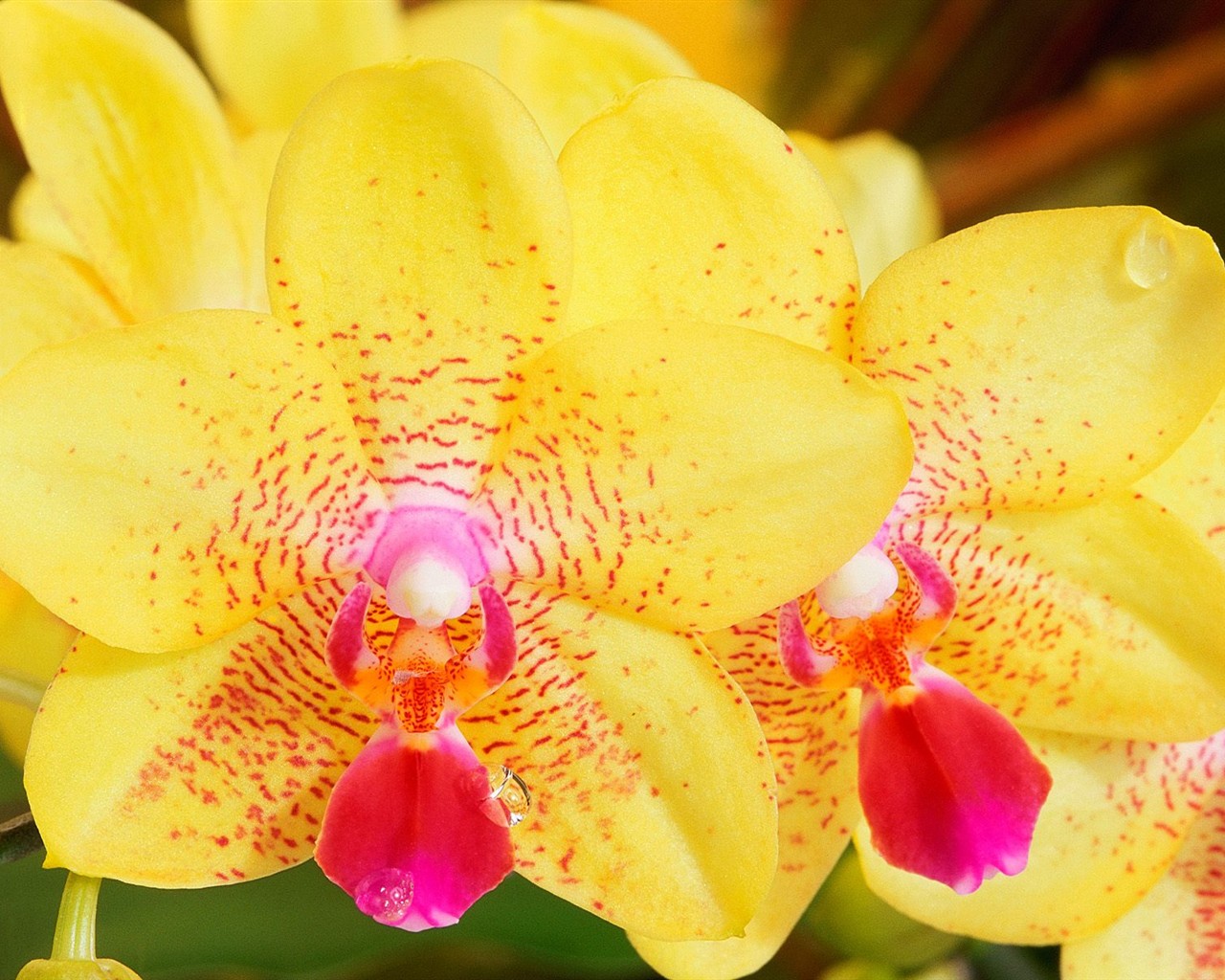 美麗鮮花桌面壁紙(三) #32 - 1280x1024