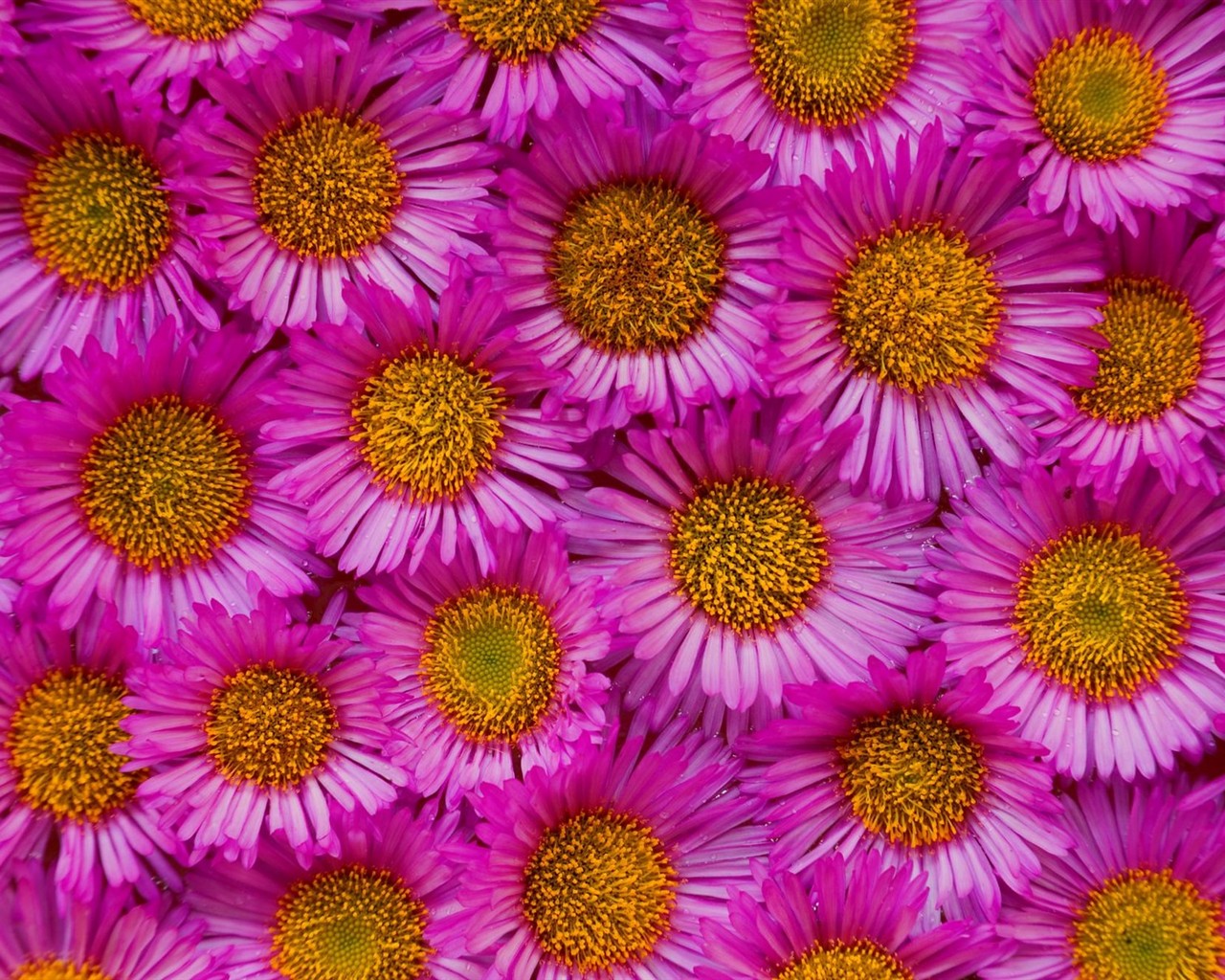 아름다운 꽃 벽지 (3) #36 - 1280x1024