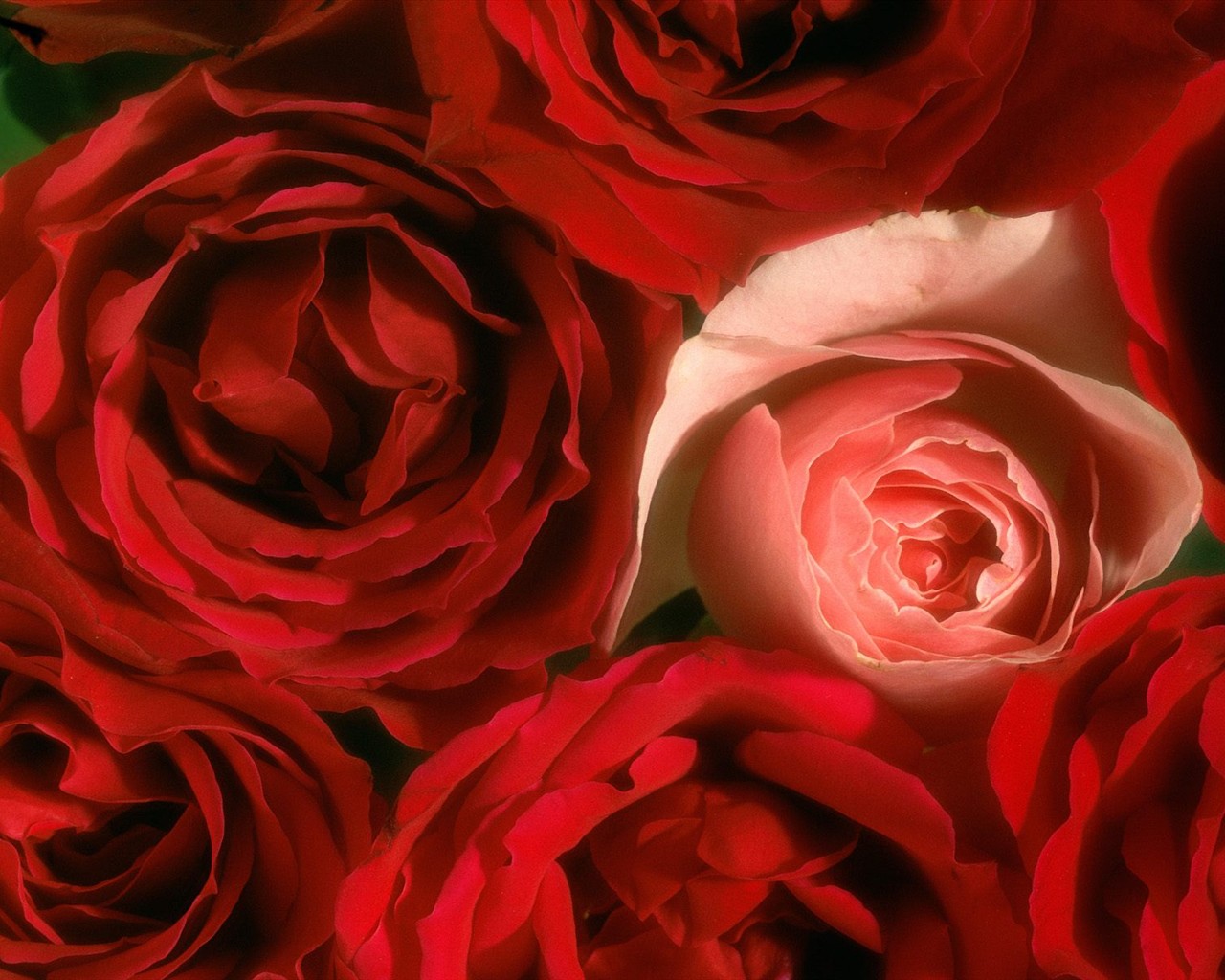 美麗鮮花桌面壁紙(三) #37 - 1280x1024