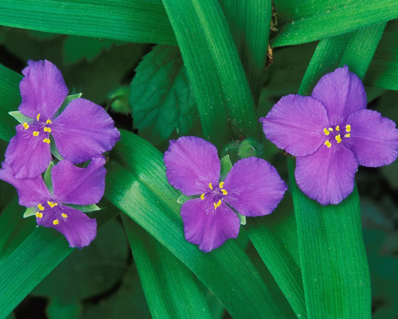 Belles fleurs fonds d'écran (3) #39 - 1280x1024