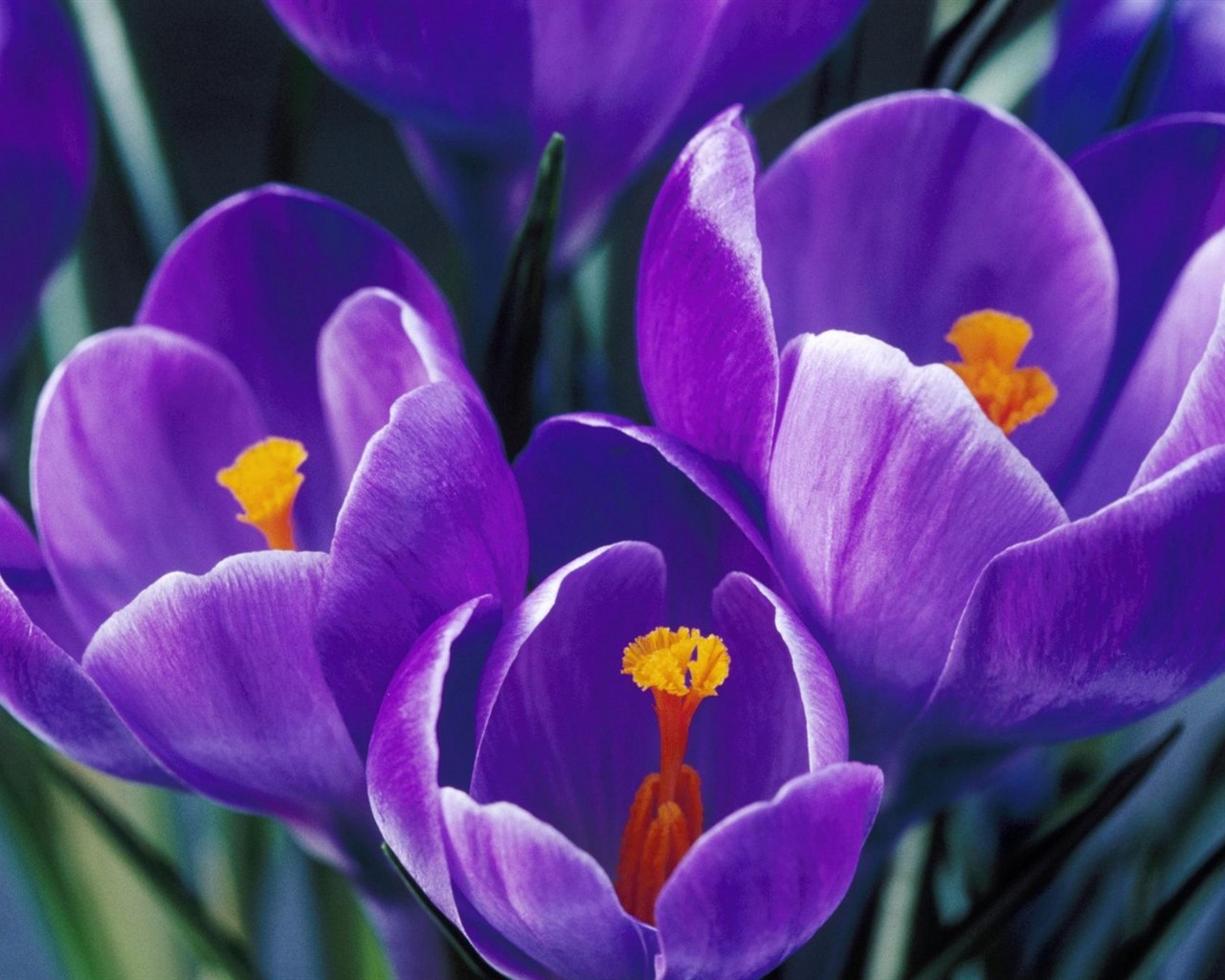 Belles fleurs fonds d'écran (3) #40 - 1280x1024