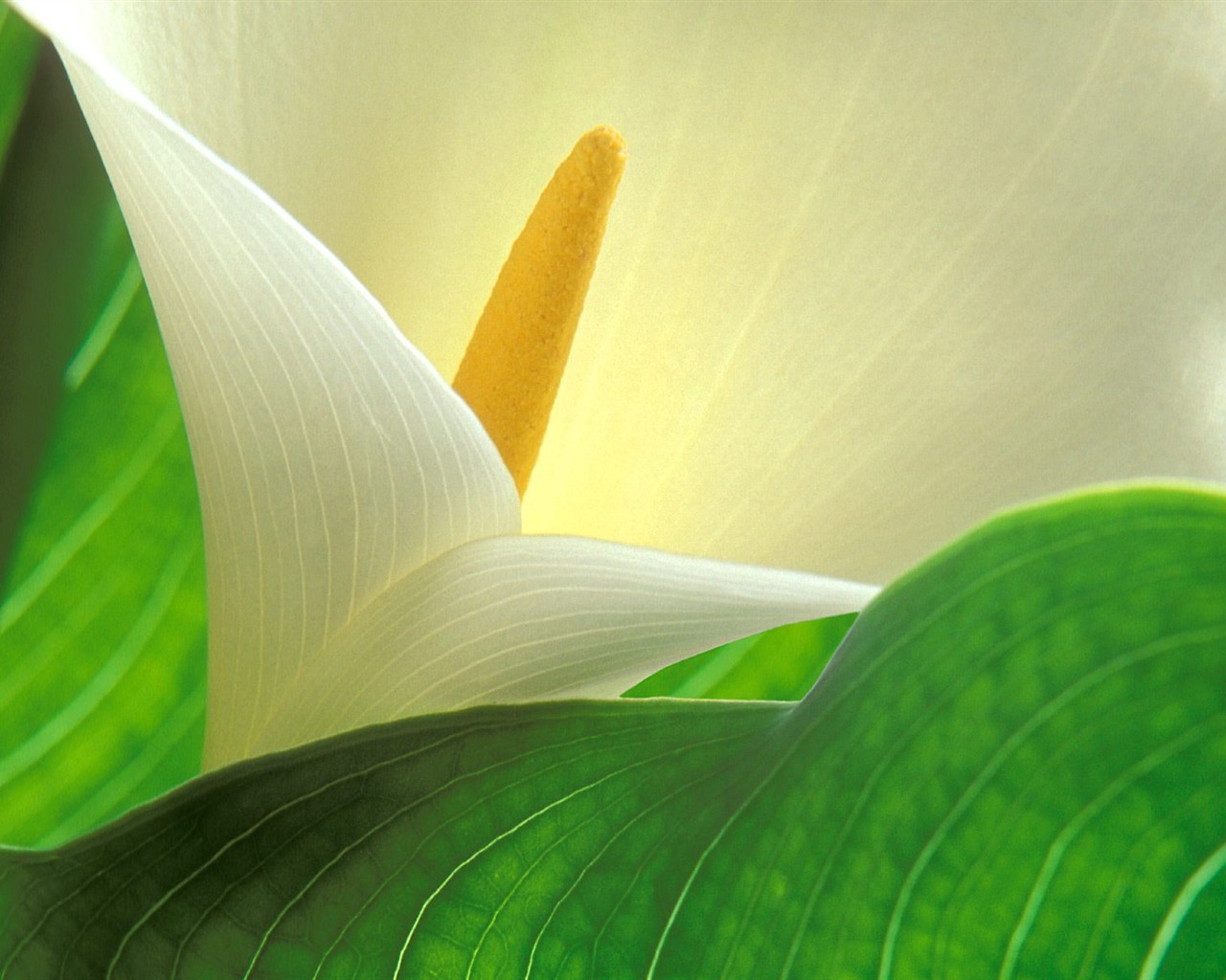美麗鮮花桌面壁紙(三) #47 - 1280x1024