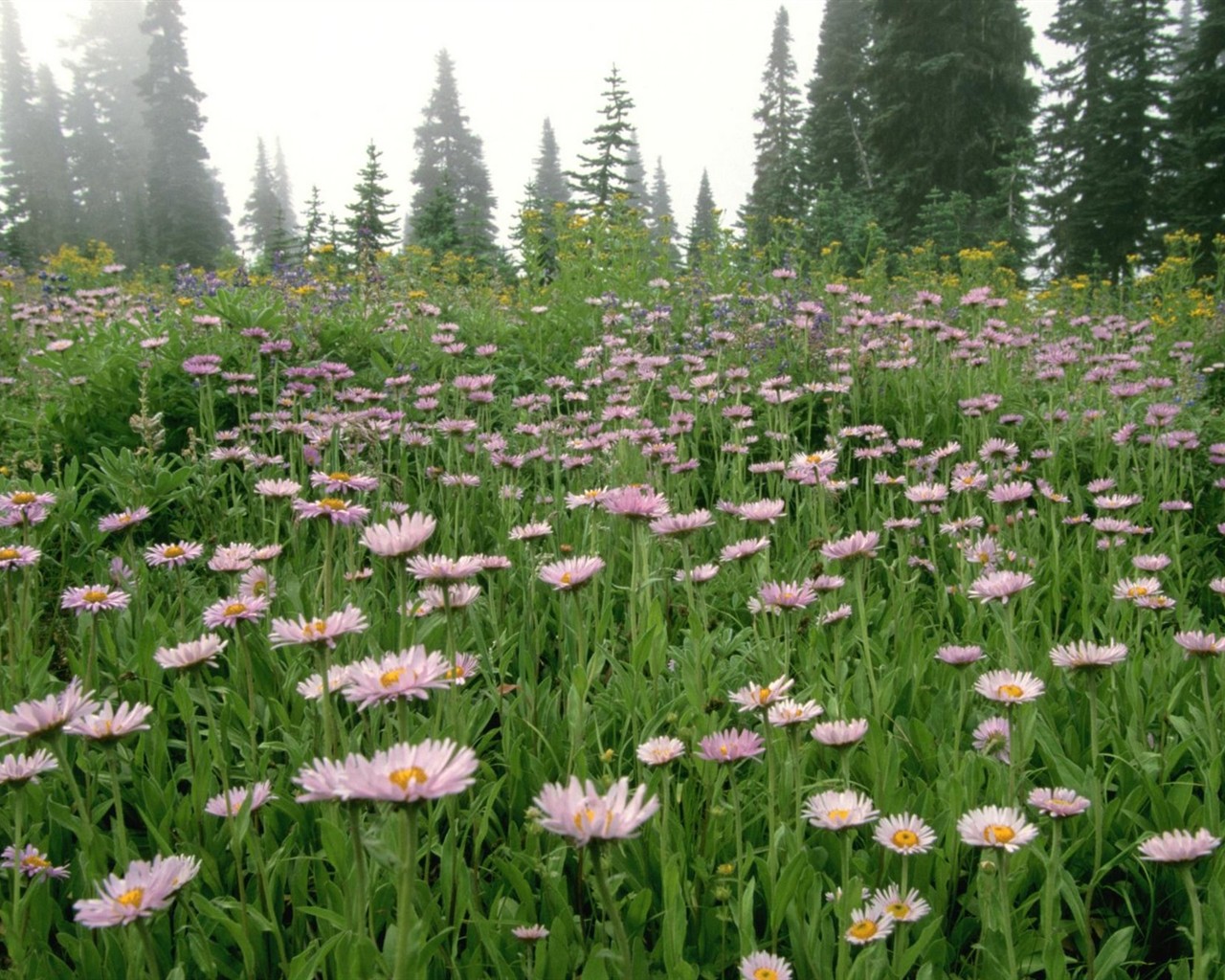 Belles fleurs fonds d'écran (3) #48 - 1280x1024