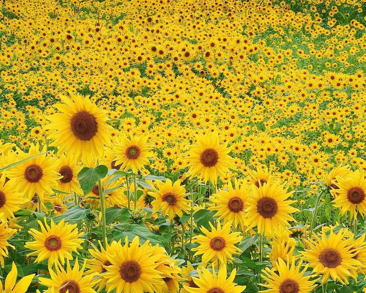 美麗鮮花桌面壁紙(三) #51 - 1280x1024