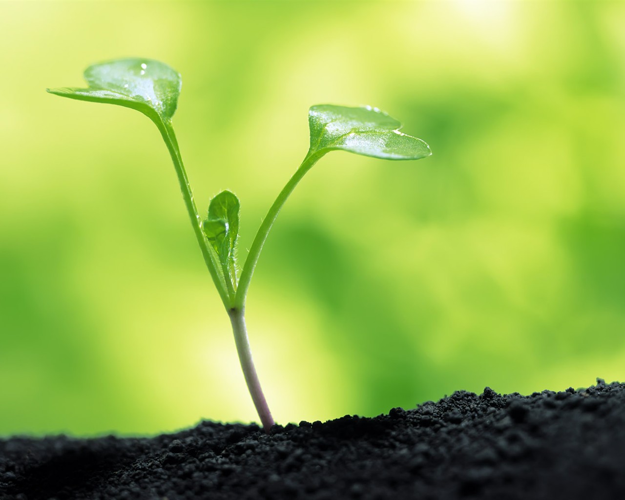 Sprout leaves HD Wallpaper (1) #7 - 1280x1024