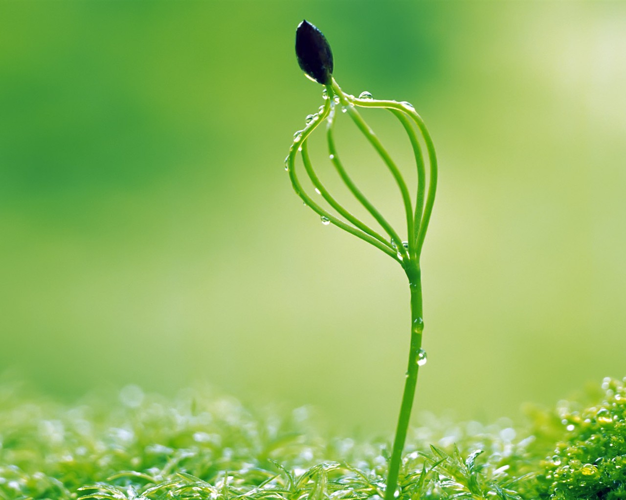 Sprout leaves HD Wallpaper (1) #24 - 1280x1024