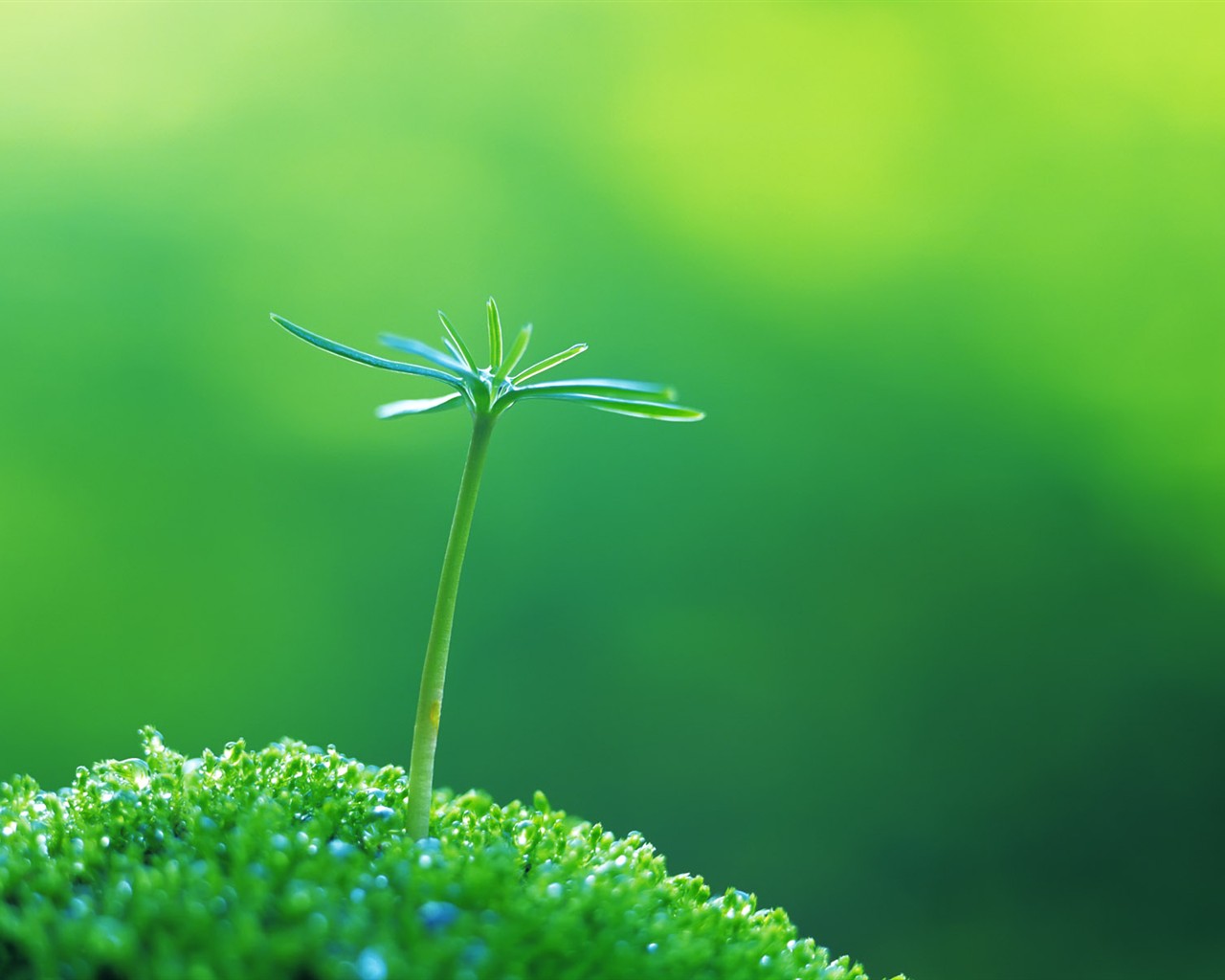 Sprout leaves HD Wallpaper (1) #26 - 1280x1024