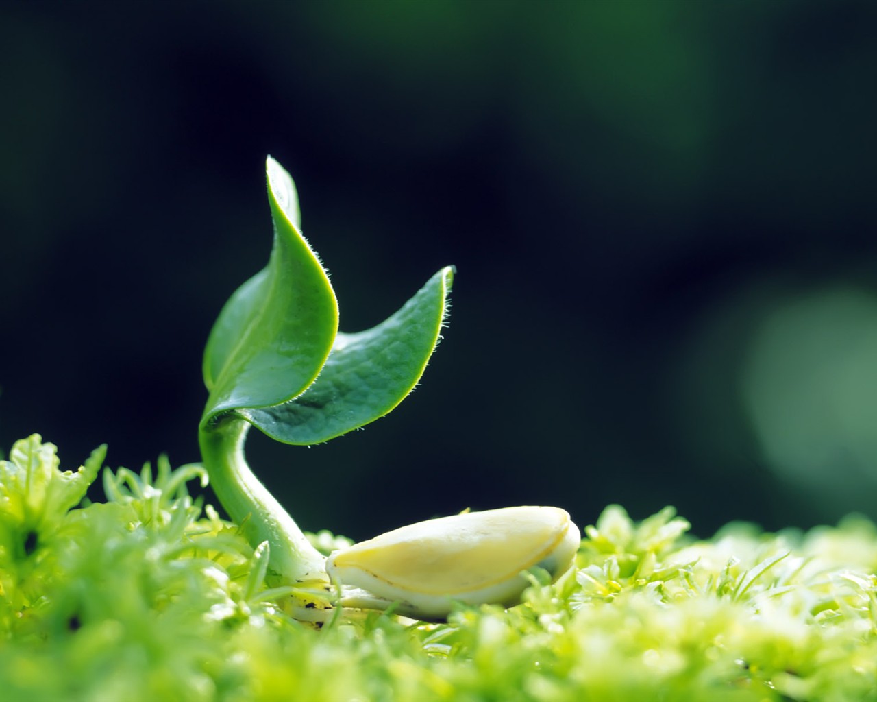 Sprout leaves HD Wallpaper (1) #39 - 1280x1024