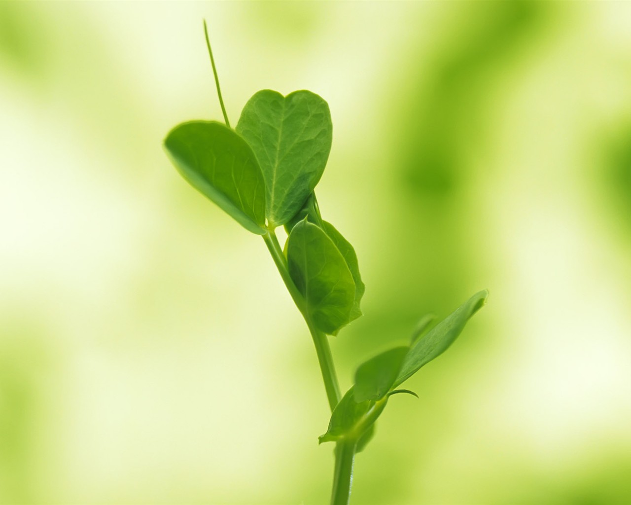 Sprout leaves HD Wallpaper (1) #40 - 1280x1024