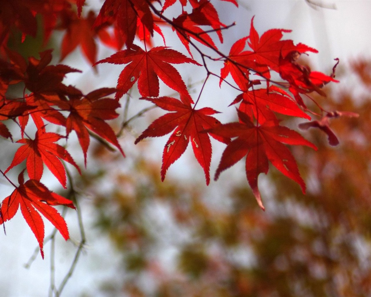 Japan Tour: Rokko Mountain leaves #1 - 1280x1024