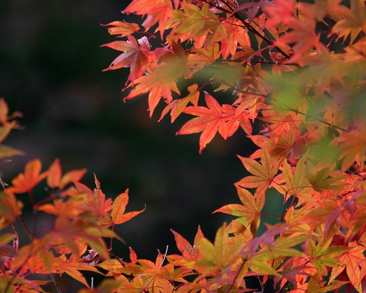 Japan Tour: Rokko Hory listy #2 - 1280x1024