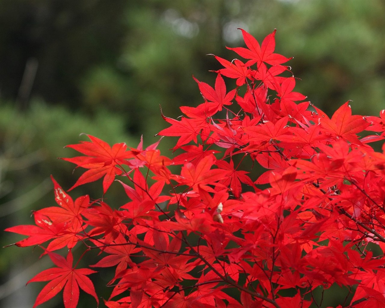 Japan Tour: Rokko Hory listy #4 - 1280x1024